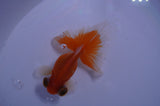 Butterfly  Red White 3.5 Inch (ID#411B8b-39) Free2Day SHIPPING