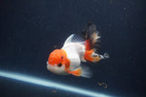 Juvenile Thai Oranda  Tricolor 3 Inch (ID#1231To13b-70) Free2Day SHIPPING. Please see notes