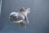 Juvenile Thai Oranda  Black 3.5 Inch (ID#906To13b-44) Free2Day SHIPPING