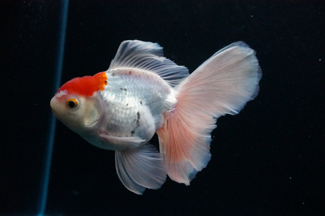 Thai Oranda  Red White 4.5 Inch (ID#1128T1b-21) Free2Day SHIPPING