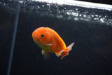 Ranchu  Sakura 3 Inch (ID#1210R1c-6) Free2Day SHIPPING