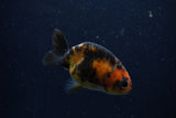 Baby Ranchu  Calico 3 Inch (ID#1220R9c-30) Free2Day SHIPPING