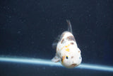 Milk Cow Ranchu  Calico 4 Inch (ID#1022R9a-70) Free2Day SHIPPING