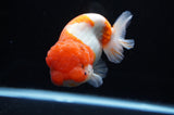 Lionchu  Red White 4.5 Inch (ID#307R12b-89) Free2Day SHIPPING