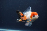 Juvenile Thai Oranda  Tricolor 3 Inch (ID#1231To13b-70) Free2Day SHIPPING. Please see notes