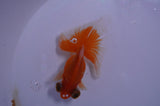 Butterfly  Red White 3.5 Inch (ID#411B8b-39) Free2Day SHIPPING