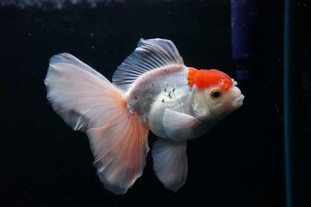 Thai Oranda  Red White 4.5 Inch (ID#1128T1b-21) Free2Day SHIPPING