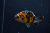 Baby Ranchu  Calico 3 Inch (ID#1220R9c-30) Free2Day SHIPPING