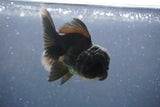 Juvenile Thai Oranda  Black 3.5 Inch (ID#906To13b-44) Free2Day SHIPPING