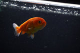 Ranchu  Sakura 3 Inch (ID#1210R1c-6) Free2Day SHIPPING