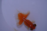 Butterfly  Red White 3.5 Inch (ID#411B8b-39) Free2Day SHIPPING