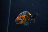 Baby Ranchu  Calico 3 Inch (ID#1220R9c-30) Free2Day SHIPPING