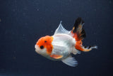 Juvenile Thai Oranda  Tricolor 3 Inch (ID#1231To13b-70) Free2Day SHIPPING. Please see notes