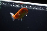 Ranchu  Sakura 3 Inch (ID#1210R1c-6) Free2Day SHIPPING