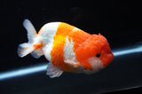 Lionchu  Red White 4.5 Inch (ID#307R12b-89) Free2Day SHIPPING