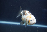 Milk Cow Ranchu  Calico 4 Inch (ID#1022R9a-70) Free2Day SHIPPING