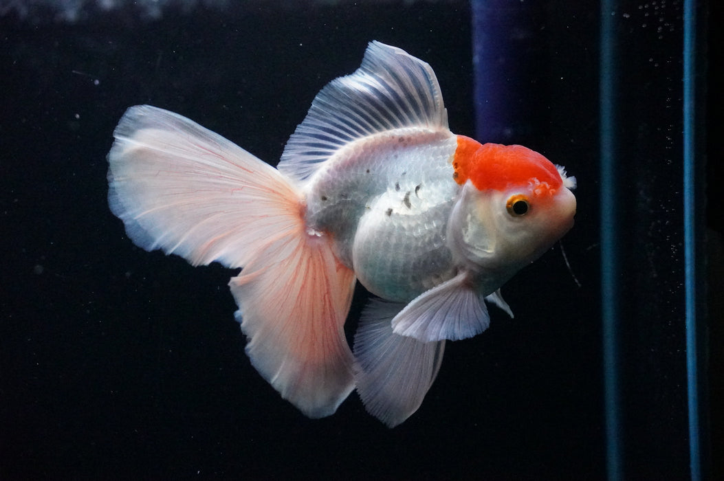 Thai Oranda  Red White 4.5 Inch (ID#1128T1b-21) Free2Day SHIPPING