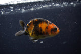 Baby Ranchu  Calico 3 Inch (ID#1220R9c-30) Free2Day SHIPPING