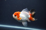 Juvenile Thai Oranda  Tricolor 3 Inch (ID#1231To13b-70) Free2Day SHIPPING. Please see notes