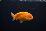 Ranchu  Sakura 3 Inch (ID#1210R1c-6) Free2Day SHIPPING