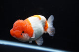 Lionchu  Red White 4.5 Inch (ID#307R12b-89) Free2Day SHIPPING