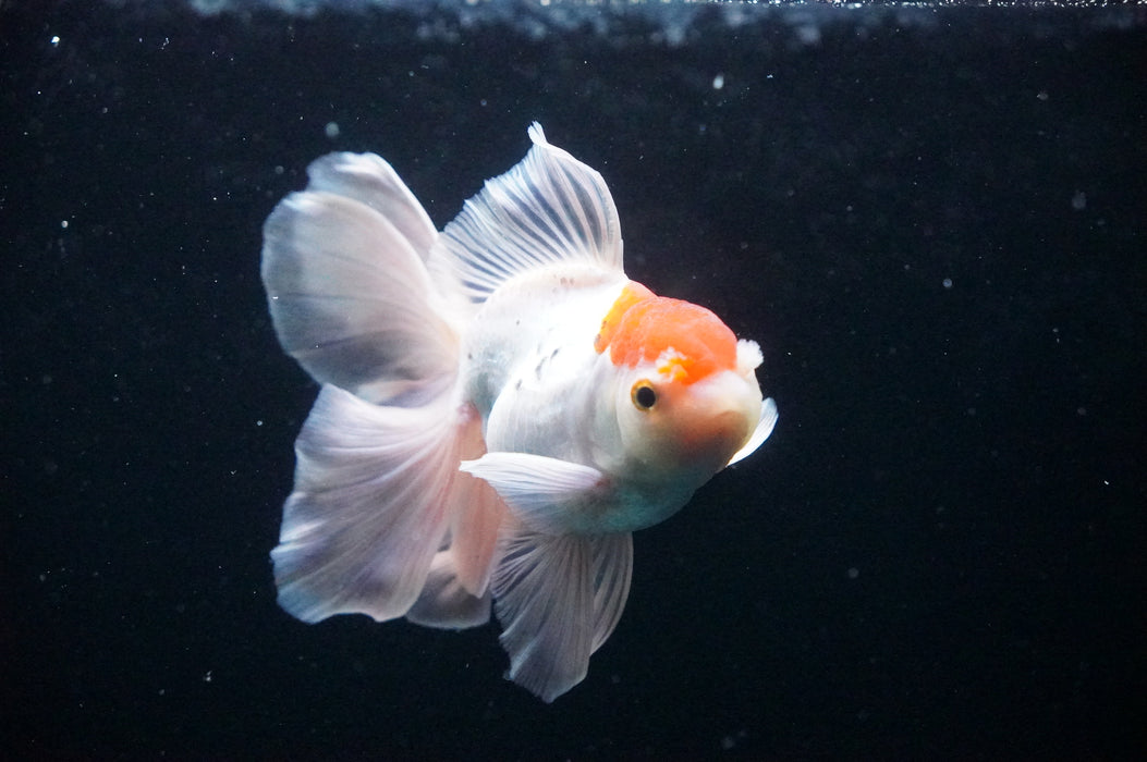 Thai Oranda  Red White 4.5 Inch (ID#1128T1b-21) Free2Day SHIPPING