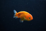 Ranchu  Sakura 3 Inch (ID#1210R1c-6) Free2Day SHIPPING