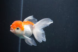 Juvenile Thai Oranda  Red White 3.5 Inch (ID#906To13bpt6-45) Free2Day SHIPPING