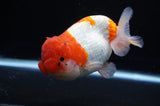 Lionchu  Red White 4.5 Inch (ID#307R12b-89) Free2Day SHIPPING
