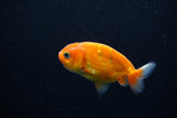 Ranchu  Sakura 3 Inch (ID#1210R1c-6) Free2Day SHIPPING