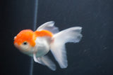 Juvenile Thai Oranda  Red White 3.5 Inch (ID#906To13bpt6-45) Free2Day SHIPPING