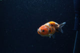 Baby Ranchu  Calico 2.5 Inch (ID#1220R9c-31) Free2Day SHIPPING