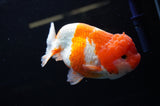 Lionchu  Red White 4.5 Inch (ID#307R12b-89) Free2Day SHIPPING