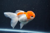 Juvenile Thai Oranda  Red White 3.5 Inch (ID#906To13bpt6-45) Free2Day SHIPPING