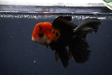 Juvenile Thai Oranda  Tricolor 4 Inch (ID#1231To13b-71) Free2Day SHIPPING