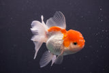 Juvenile Thai Oranda  Red White 3.5 Inch (ID#906To13bpt6-45) Free2Day SHIPPING