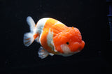 Lionchu  Red White 4.5 Inch (ID#307R12b-89) Free2Day SHIPPING
