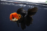 Juvenile Thai Oranda  Tricolor 4 Inch (ID#1231To13b-71) Free2Day SHIPPING