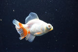 Butterfly  Red White 3.5 Inch (ID#411B8b-40) Free2Day SHIPPING