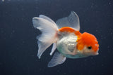 Juvenile Thai Oranda  Red White 3.5 Inch (ID#906To13bpt6-45) Free2Day SHIPPING