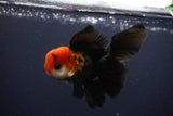 Juvenile Thai Oranda  Tricolor 4 Inch (ID#1231To13b-71) Free2Day SHIPPING