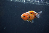 Baby Ranchu  Calico 2.5 Inch (ID#1220R9c-31) Free2Day SHIPPING