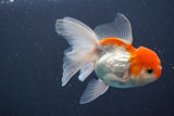 Juvenile Thai Oranda  Red White 3.5 Inch (ID#906To13bpt6-45) Free2Day SHIPPING