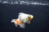 Butterfly  Red White 3.5 Inch (ID#411B8b-40) Free2Day SHIPPING