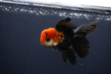 Juvenile Thai Oranda  Tricolor 4 Inch (ID#1231To13b-71) Free2Day SHIPPING