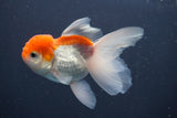 Juvenile Thai Oranda  Red White 3.5 Inch (ID#906To13bpt6-45) Free2Day SHIPPING