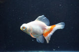 Butterfly  Red White 3.5 Inch (ID#411B8b-40) Free2Day SHIPPING