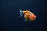 Baby Ranchu  Calico 2.5 Inch (ID#1220R9c-31) Free2Day SHIPPING