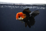 Juvenile Thai Oranda  Tricolor 4 Inch (ID#1231To13b-71) Free2Day SHIPPING