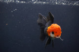 Juvenile Thai Oranda  Tricolor 4 Inch (ID#1231To13b-71) Free2Day SHIPPING